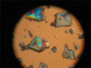 A digital camera photo of crystals taken from a microscope using polarized light created by a plant!!!